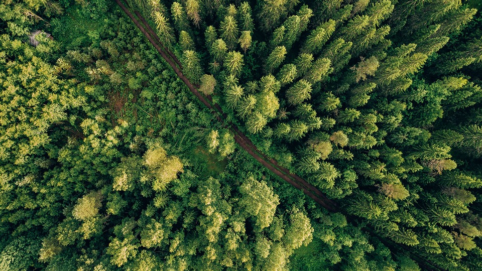 Pine forests seen from above. Implying environmental, social, and governance. Watson Inc.