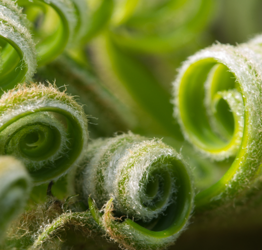 The tight green curls of a plant unfolding new leaves. Implying new and renewed growth. Watson Inc.